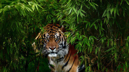 Tigre Live Wallpaper screenshot 4