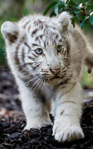 Tiger Live wallpaper screenshot 22