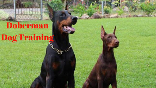 Doberman Dog Training screenshot 19
