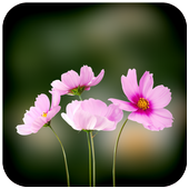 Blur Images icon