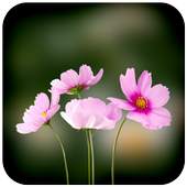 Blur Images 1.1