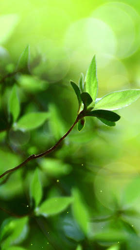 Spring Buds Live Wallpaper screenshot 2