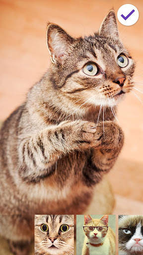 Сats Funny Animals Lock screenshot 3