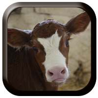Cow Sounds on 9Apps