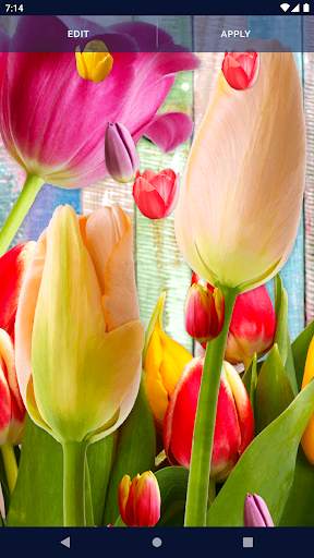 Tulips Spring Live Wallpaper screenshot 7