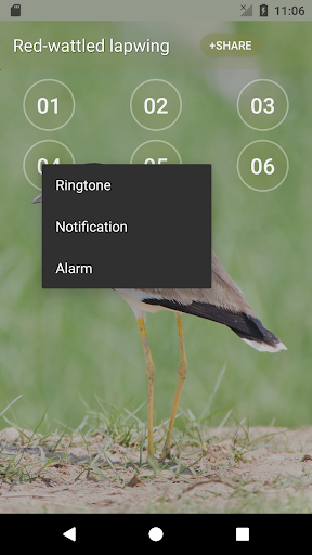 Red-wattled lapwing Bird Sounds screenshot 2