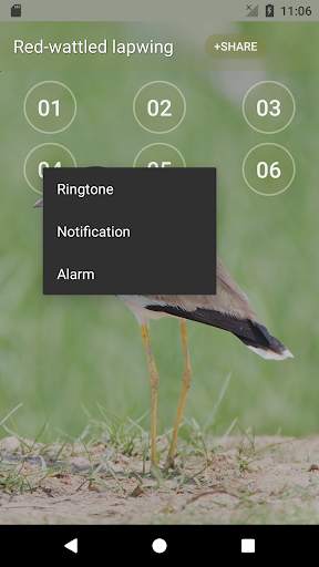 Red-wattled lapwing Bird Sounds screenshot 2