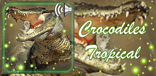 Crocodiles Tropical screenshot 1