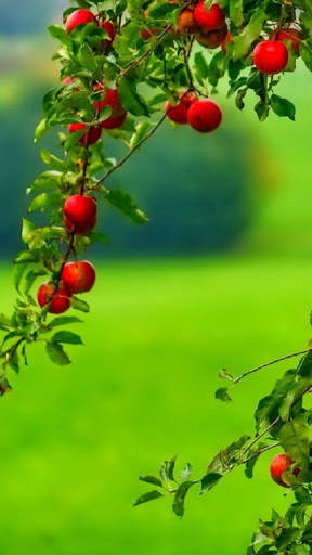 Apple Fruit Wallpapers HD 1 تصوير الشاشة