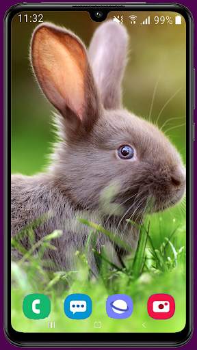 Rabbit HD Wallpaper screenshot 2