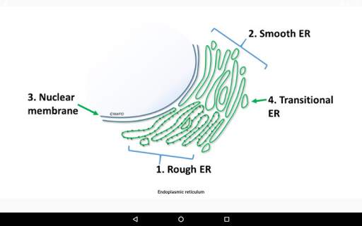 Cell Biology-101 скриншот 8