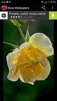 Rose Wallpapers 3 تصوير الشاشة