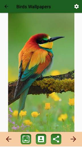 Birds Ringtone स्क्रीनशॉट 4