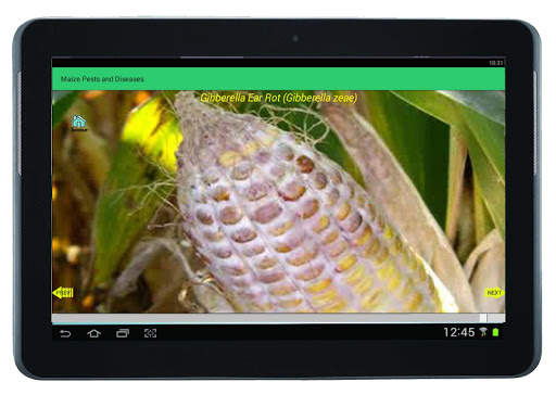 Maize Pests and Diseases screenshot 8
