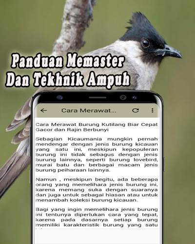 Suara Burung Kutilang Offline 5 تصوير الشاشة