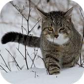 CatBG: Cat Wallpapers 1.1.1