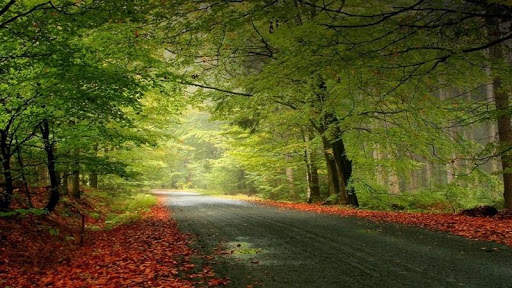Green Nature HD Wallpaper screenshot 1
