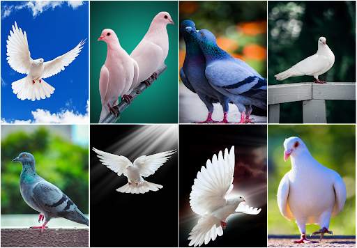 HD Pigeon Wallpaper screenshot 1