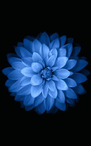 Blue Rose Live Wallpaper screenshot 5