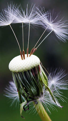 J2,J3,J5,J7 Samsung Flower Wallpapers screenshot 2