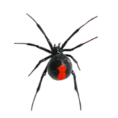 Arachnophobia Free LW icon