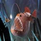 AR Ikan Laut Dalam on 9Apps