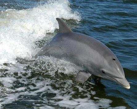 Dolphins Wallpapers screenshot 2
