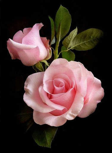 I Love Flowers Live Wallpapers, Free Rose Images screenshot 4
