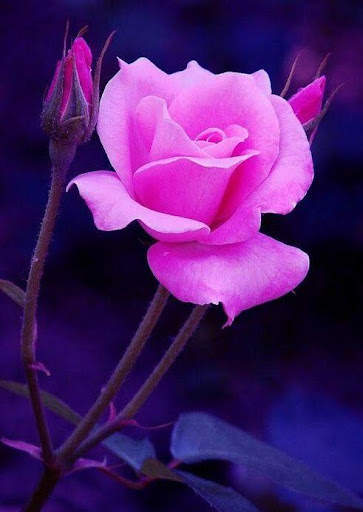 Rose Wallpaper screenshot 5