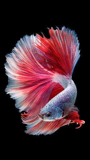 Fish Video Live Wallpaper screenshot 5