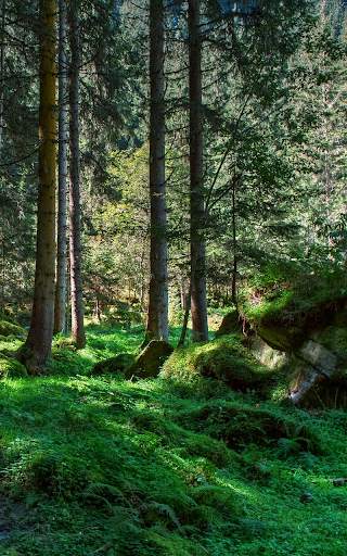 Forest Live Wallpaper HD screenshot 5