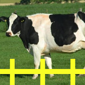 Animal Sounds icon