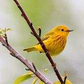 Yellow Bird Wallpapers HD 2.0