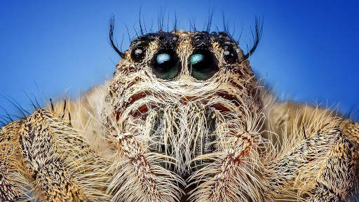 Spider Wallpapers HD & 4k Backgrounds screenshot 20