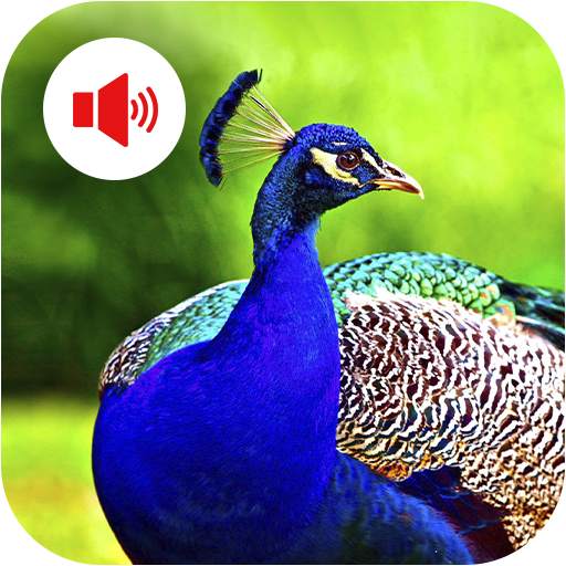 Animal Bird Sounds 1.0.1