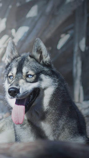Siberian Husky Wallpapers : backgrounds hd screenshot 1