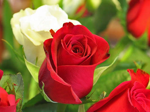 Amazing Flowers Images Gif Rose Stickers Wallpaper screenshot 16