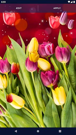 Spring Tulip Live Wallpaper screenshot 4