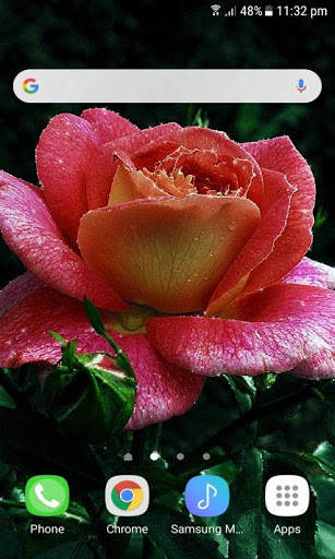 Dewy Shine Rose LWP screenshot 3
