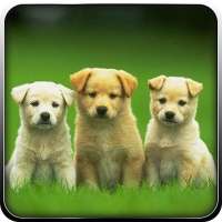 Pet Dog Simulator-Puppy Game
