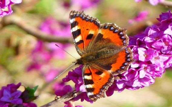 Dragonflies and Butterflies live wallpaper screenshot 8