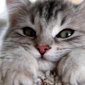Cute Cat Wallpapers icon