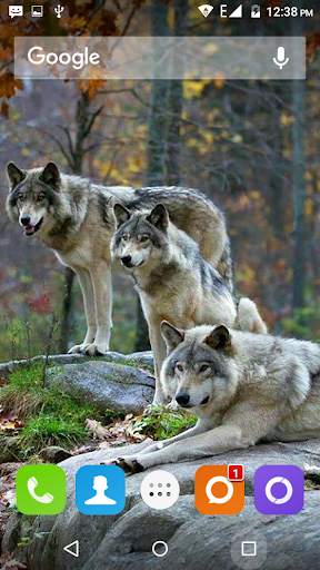 Wolf Hd Wallpaper 3 تصوير الشاشة