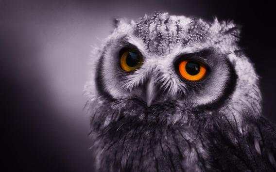 Owl Bird HD Live Wallpaper screenshot 3