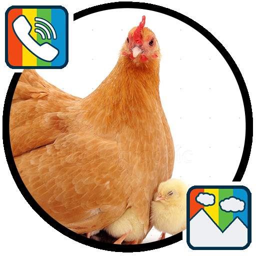 Hen sounds for Ringtones and Wallpapers 1.0