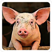 Guess The Animals Fun icon