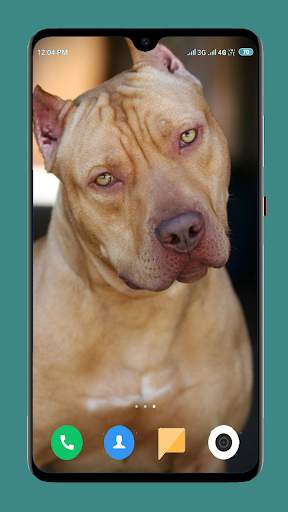 Pitbull Dog Wallpaper 4K screenshot 12