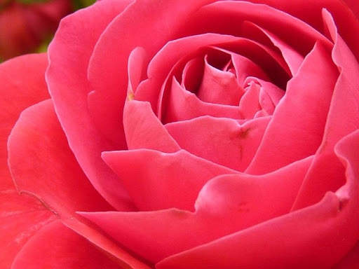 Red rose 3 تصوير الشاشة
