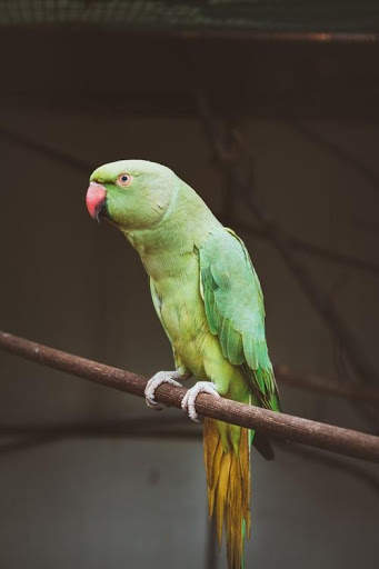 Parrot live wallpaper screenshot 2