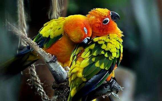 Parrot Bird HD Wallpaper screenshot 6